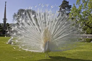 Peacock, male, white, Palazzo Borromeo