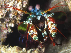 Peacock mantis shrimp (Odontodactylus scyllarus)