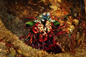 Peacock Mantis Shrimp (Odontodactylus scyllarus) in Amed
