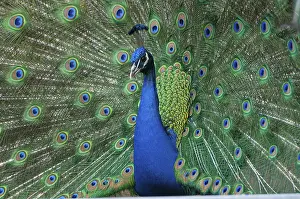 Peacock (P. scalloped ribbonfish) in ornamental plumage