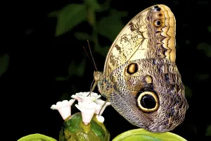 Peacock Pansy (Precis almana)