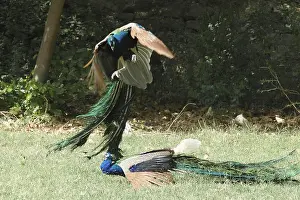 Peacock (Pavo cristatus) fighting