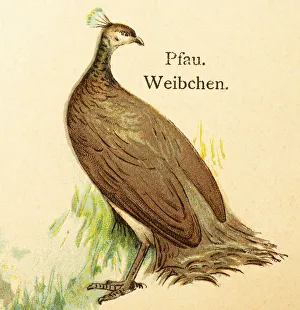 Peacock (Pavo pictus) female, grass