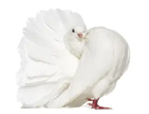 Peacock pigeon isolated on white