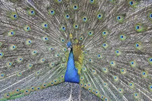 Peacock, rooster, wheel, wheel beating