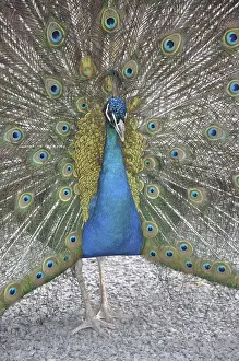 Peacock, rooster, wheel, wheel beating