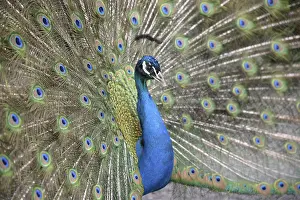 Peacock, rooster, wheel, wheel beating
