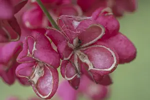 Peacock, spindle bush (Euonymus europaeus)