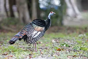 Peacock turkey (Meleagris ocellata) in Tikal National Park