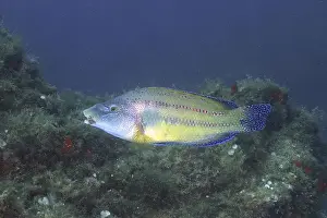 Peacock wrasse (Symphodus tinca)