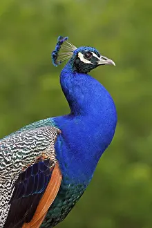 Peafowl (Pavo cristatus), cock