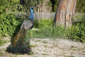 Peafowl (pavo) sitting on the grassy ground