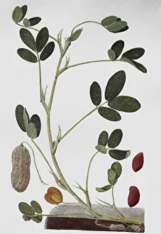 Peanut, Peanut, also known as groundnut (Arachis hypogaea) and goober