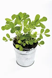 Peanut plant in a small zinc bucket