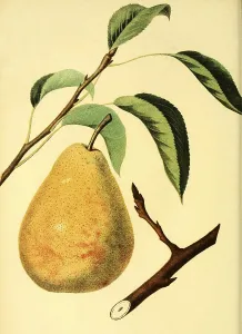 Pear of the Columbia Pear variety