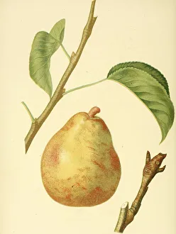 Pear of the DAnjou variety, digitally prepared reproduction of a watercolour drawing from 1856