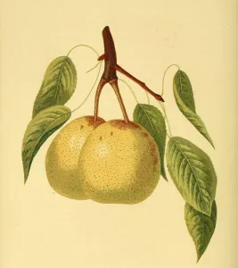Pear of the Dearborns seedling variety