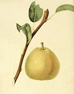 Pear of the Gansells Bergamot Pear variety