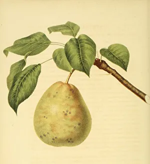 Pear of the Hull Pear variety, digitally processed reproduction of a watercolour drawing from 1856