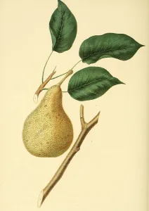 Pear of the Las Canas Pear variety