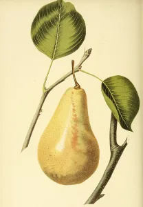Pear of the LeCure Pear variety