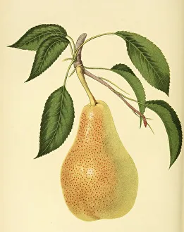 Pear of the Louise Bonne of Jersey variety