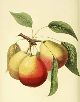 Pear of the Mannings Elizabeth Pear variety
