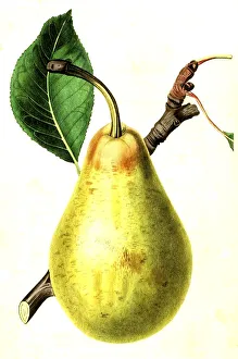 Pear, pear variety, the jargonelle pear