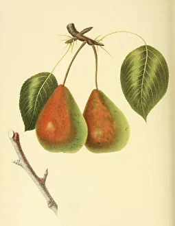 Pear of the Rostiezer Pear variety