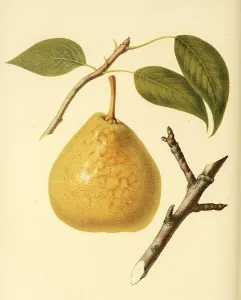 Pear of the Saint Andre Pear variety