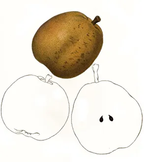 Pear of the Sheldo variety digitally restored reproduction of an original from the 19th century