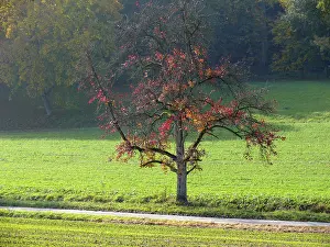 Pear tree in autumn, Kraichgau