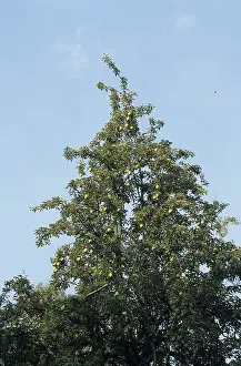Pear tree (Pyrus communis)