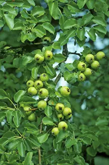Pear tree (Pyrus communis) (Pyrus communis L)