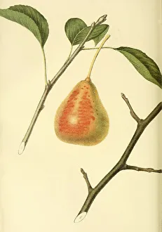 Pear of the Tyson Pear variety