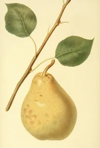 Pear of the variety, the Beurre diel Pear