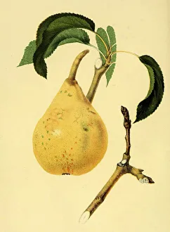 Pear of the Vicompte de Spoelberch Pear variety