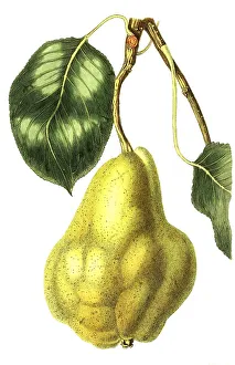 Pear Williams Christ, digital reproduction of an original from the 19th century