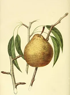 Pear of the Winter Nelis Pear variety