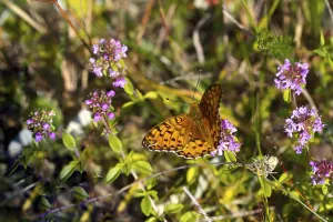 Pearl-bordered Fritillary (Nymphalidae)