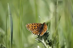 Pearl-bordered moth in a meadow in spring, Germany