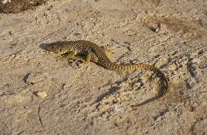 Pearl lizard (Lacerta lepida)