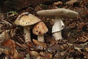 Pearl mushroom (Amanita rubescens)