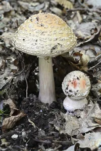 Pearl mushroom (Amanita rubescens)