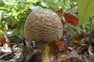 Pearl mushroom (Amanita rubescens)