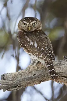 Pearl-spotted owlet (Glaucidium perlatum)