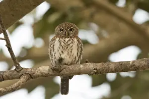 Pearl-spotted Owlet (Glaucidium perlatum)