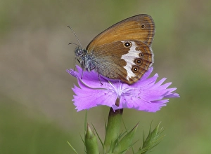 Pearly Heath (Coenonympha arcania)