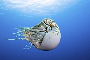 Pearly nautilus (Nautilus pompilius)