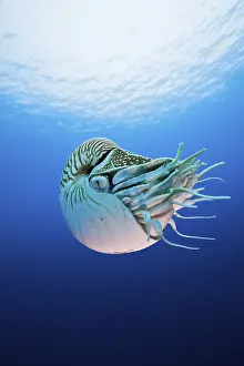 Pearly nautilus (Nautilus pompilius)